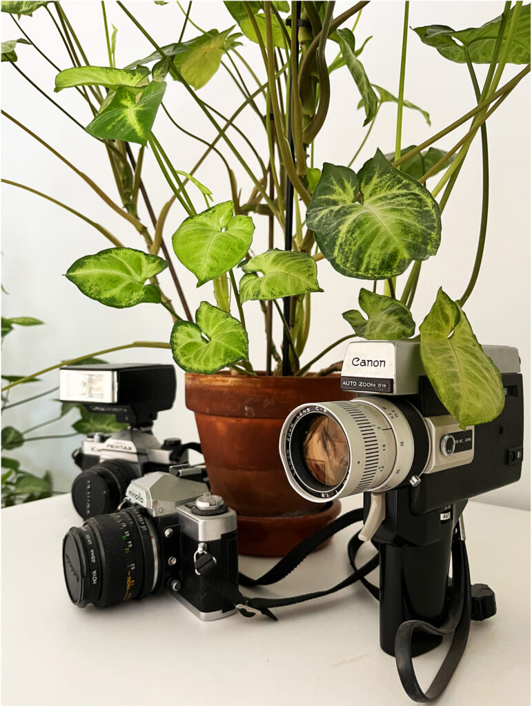 Diseño de interiores integrando naturaleza