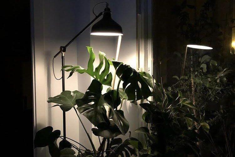 Interiorismo en Madrid integrando vegetación 